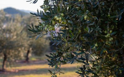 Katalanische Olivenöle in der KB1